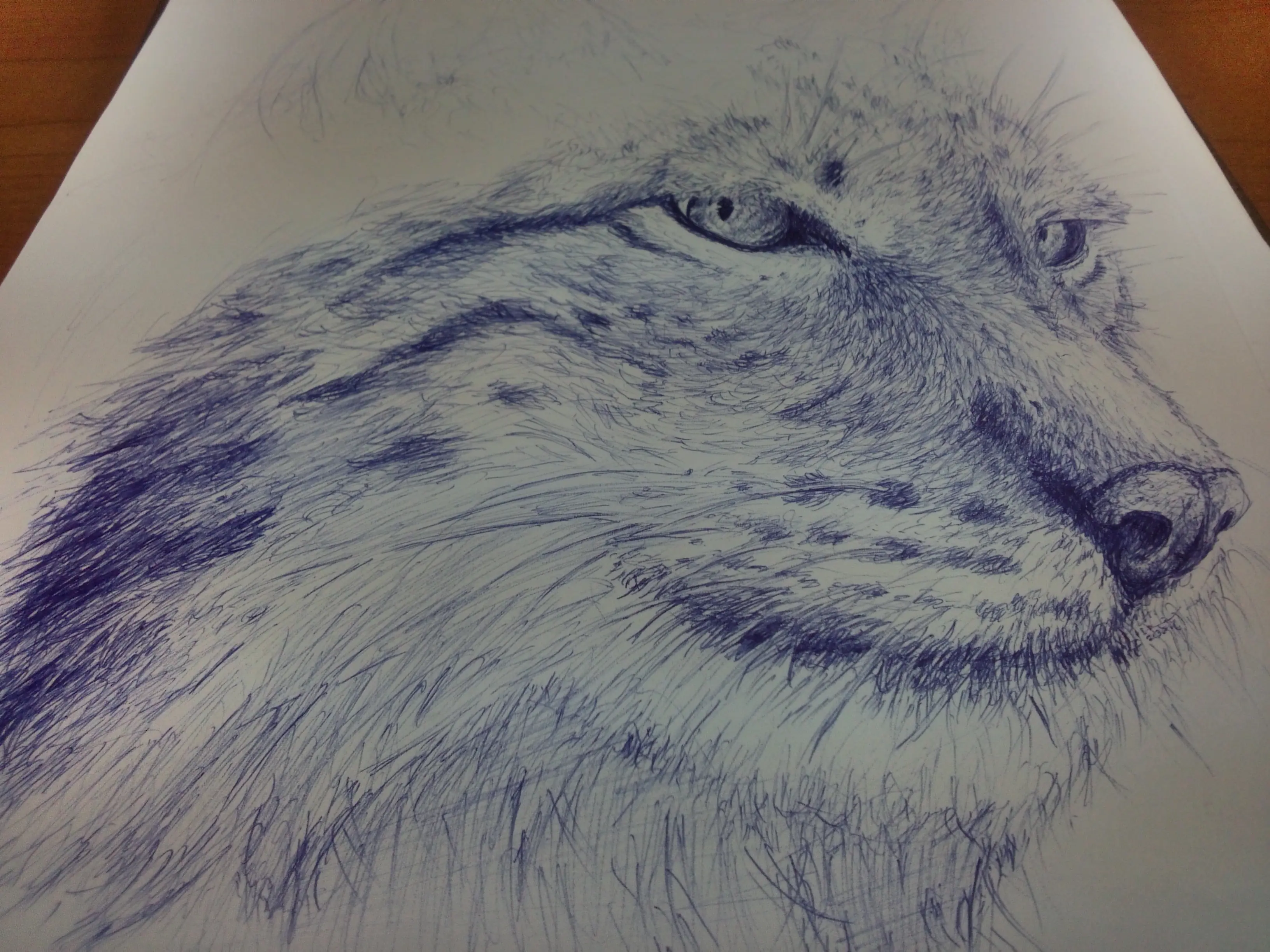 lince