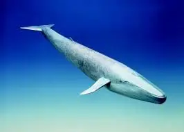 permite