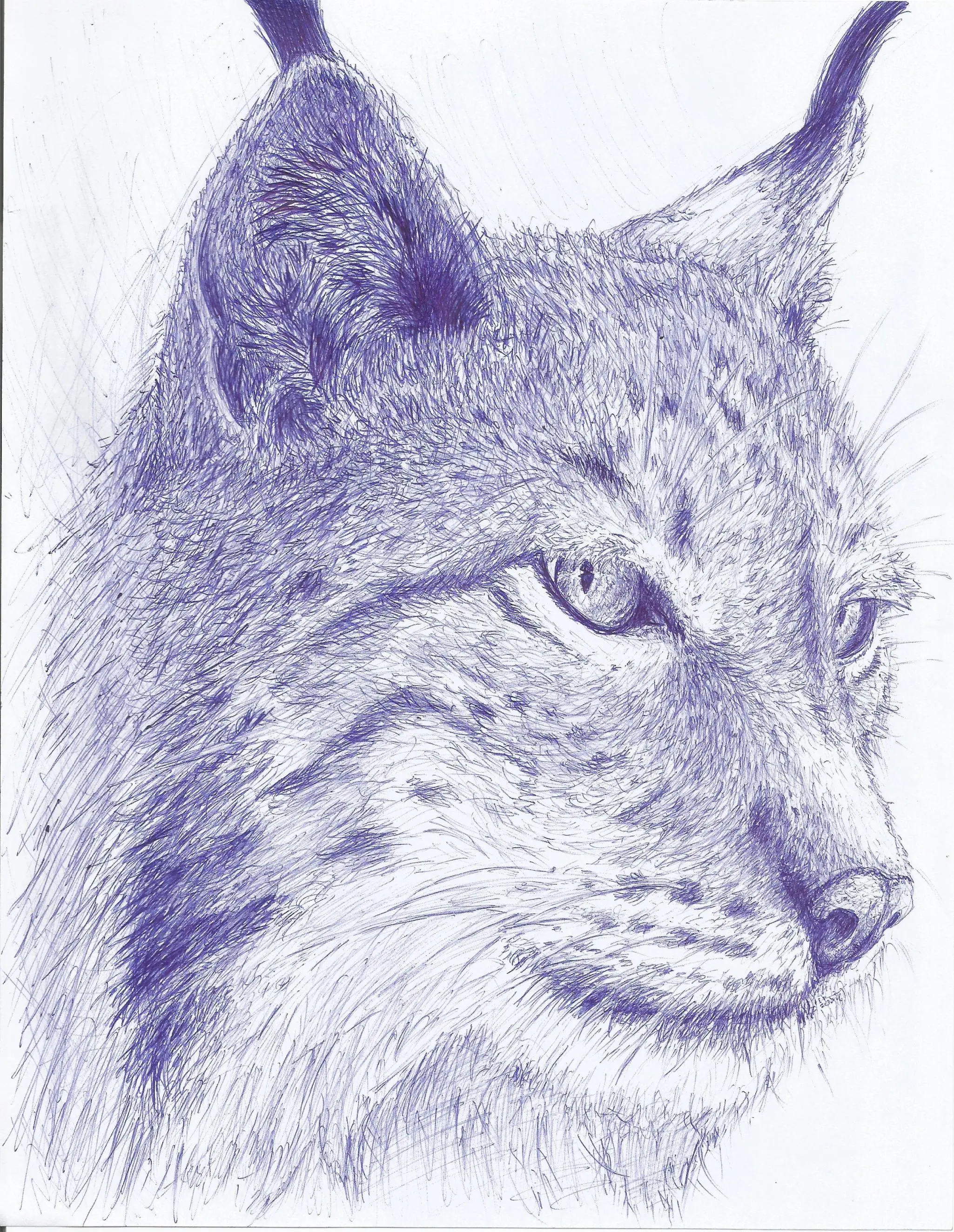 lince