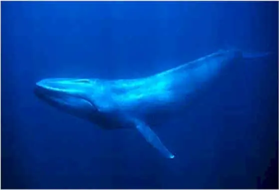 La ballena azul, el animal más grande en el mundo