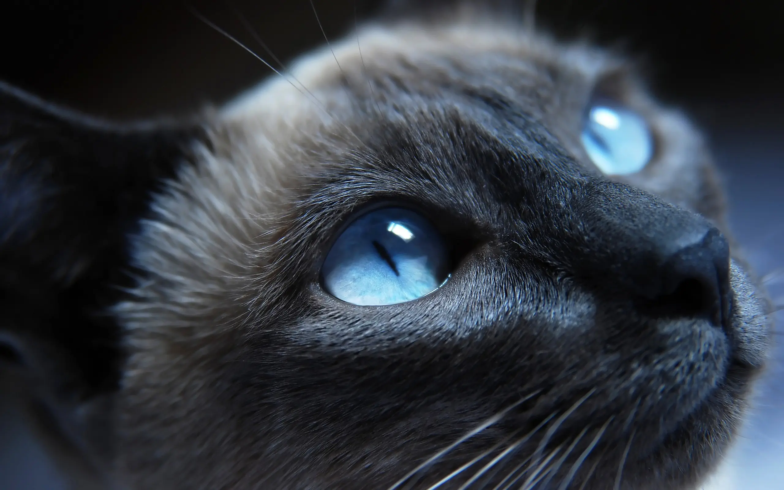 Imagenes Ramdom--- llevate una lince  ^^