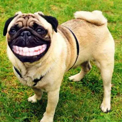 Hoy no me puedo levantar...