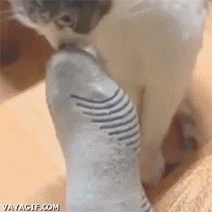 A ese gato loco le patina el coco, parte 3