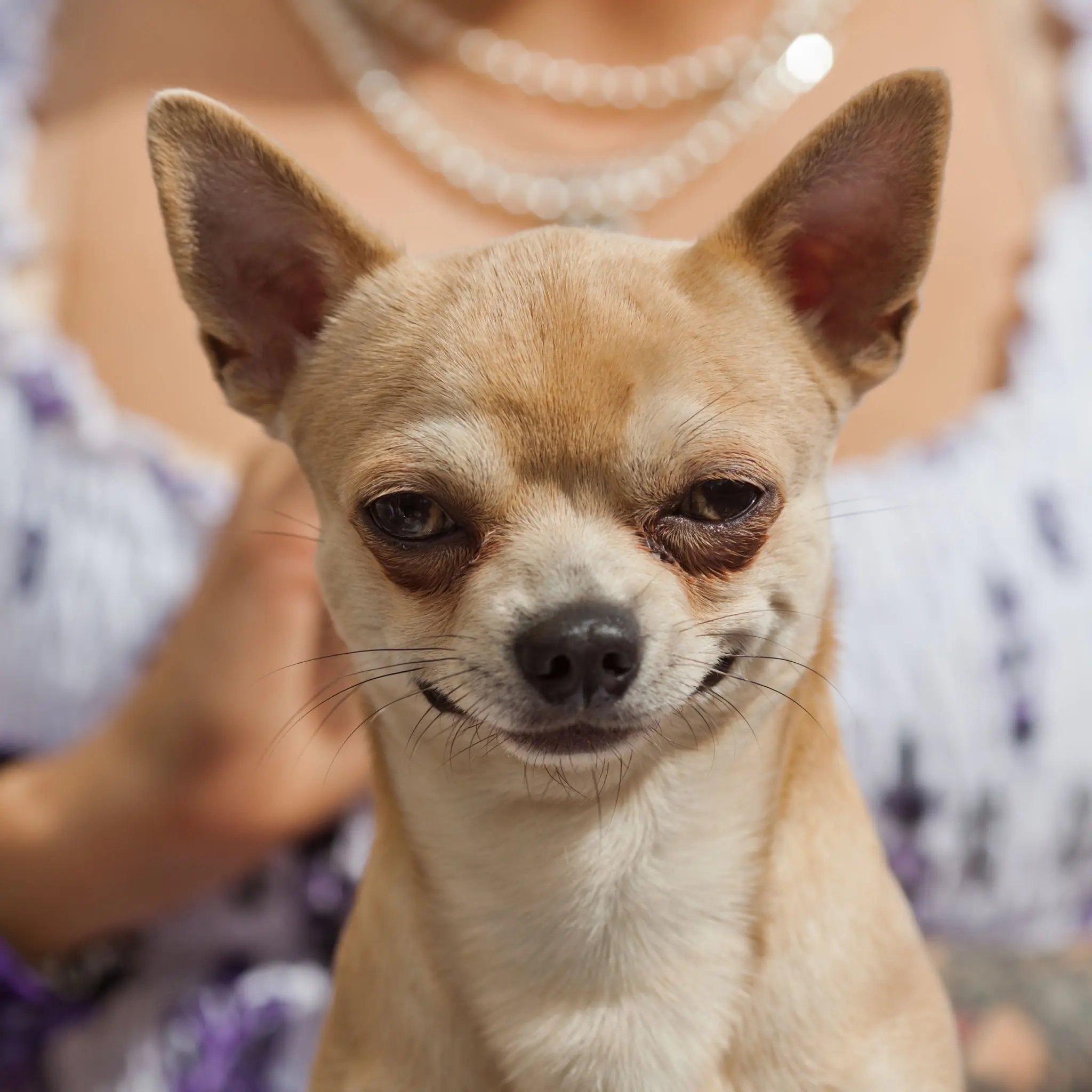 perros