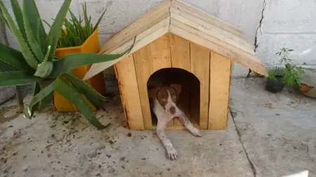 Como hacer una cucha para perros con cajones de frutas