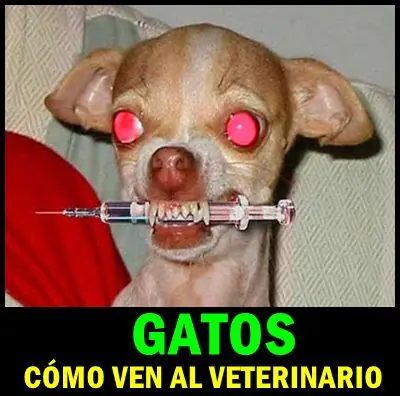 Todo acerca de los perros Chihuahuas