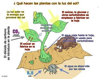 vida vida