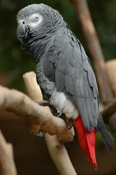en