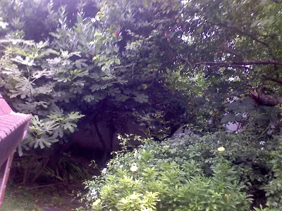 jardin
