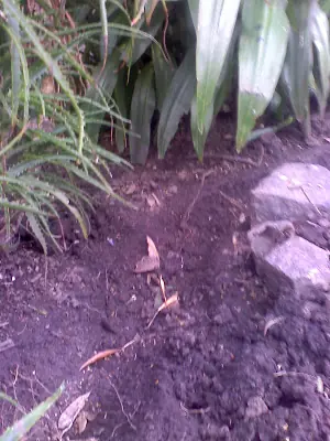 jardin