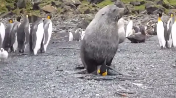 Leon marino Santiagueño viola pinguino