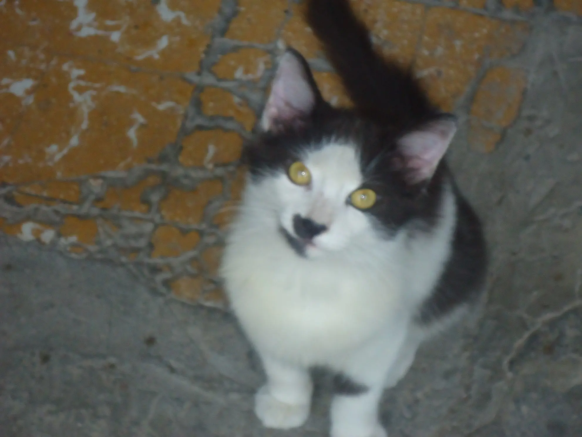 caza