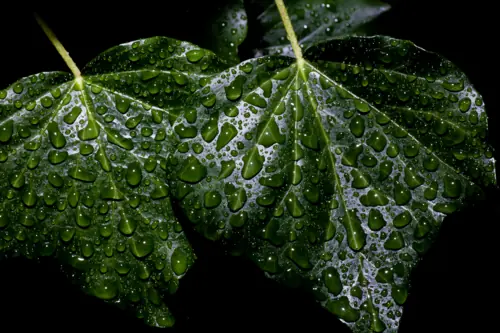 anosmia