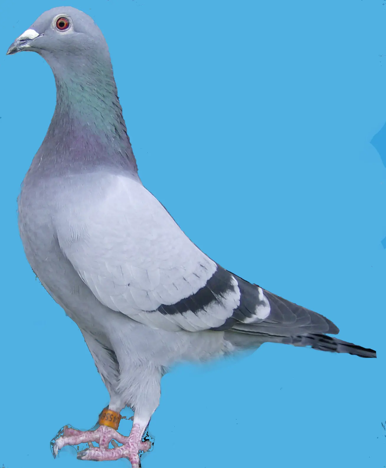 Los peruanos comemos palomas