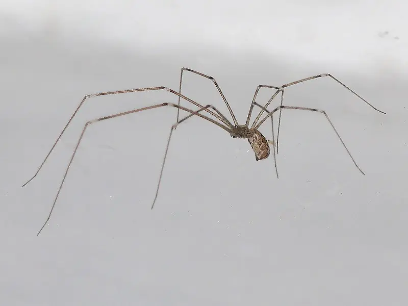 Top 5 de bichos macanudos (y bichos forros)