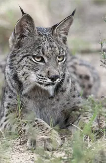 Mi amo me convirtió en lince