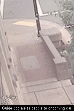 Gifs
