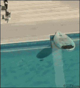 Gifs