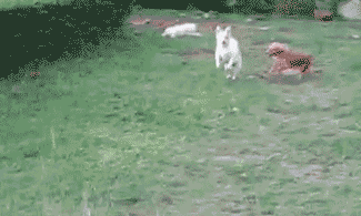 Gifs