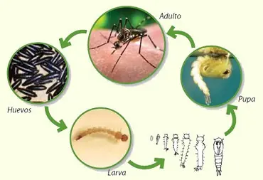 picaduras de mosquitos