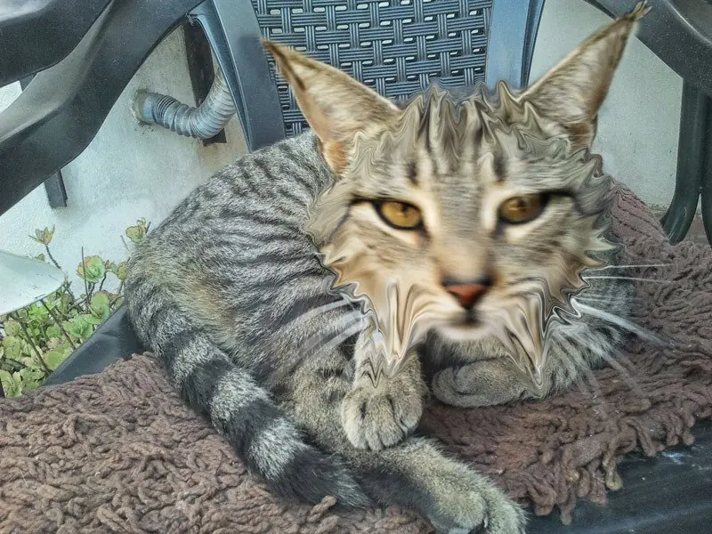 Mi amo me convirtió en lince