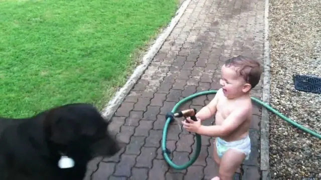 videos grasiosos