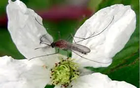 mosquitos