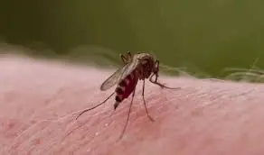 picaduras de mosquitos