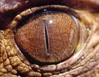 Todas las Razas de Extraterrestres
