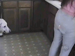 Trolleadas épicas hechas GIF