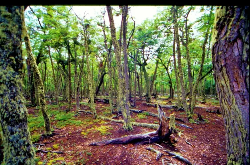 tierra del fuego