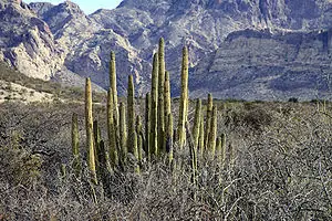 Alguien De Hermosillo, Sonora??? Alguien De Hermosillo, Sonora???