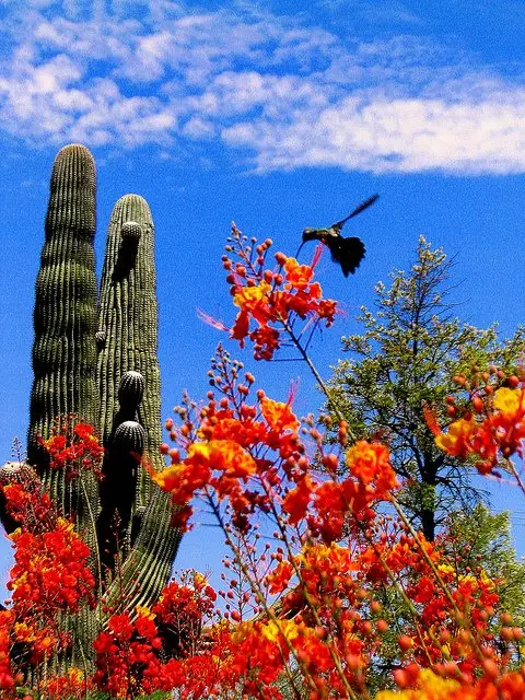Alguien De Hermosillo, Sonora??? Alguien De Hermosillo, Sonora???