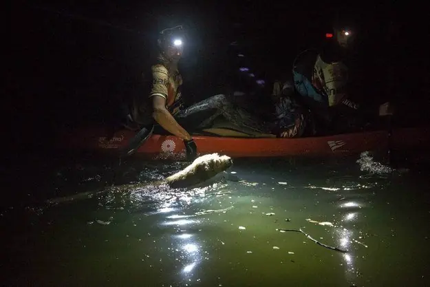 Estaba solo y en medio de la selva y mira lo que paso Estaba solo y en medio de la selva y mira lo que paso