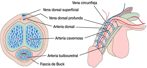 disfuncion erectil