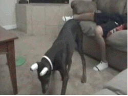 Trolleadas épicas hechas GIF