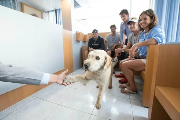 perro perro