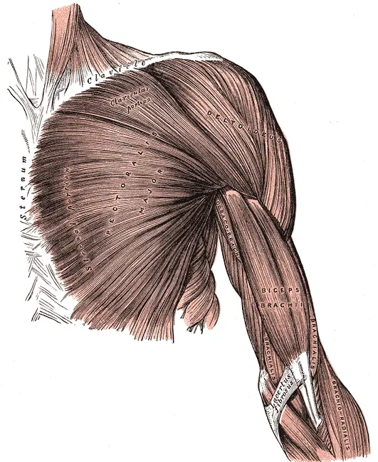 sistema muscular