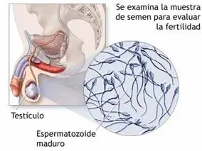 Si sos Hombre y quieres ser padre en algún momento!