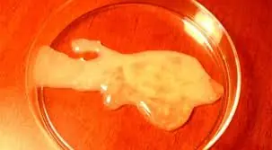 semen semen