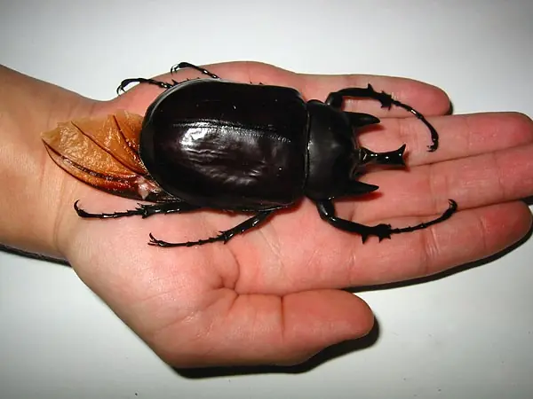 criaturas