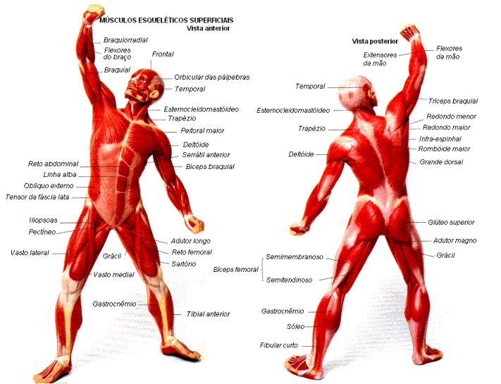 Sistema Muscular - Como ejercitarlo...