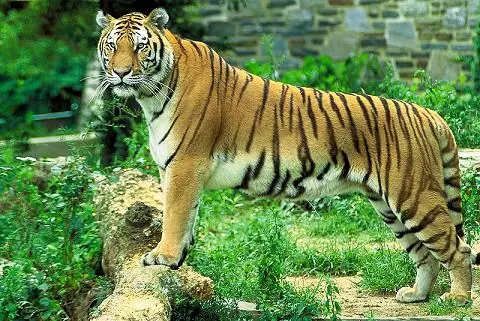 10 Animales en peligro de extinción