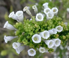 ¿Que es el pichi realmente?