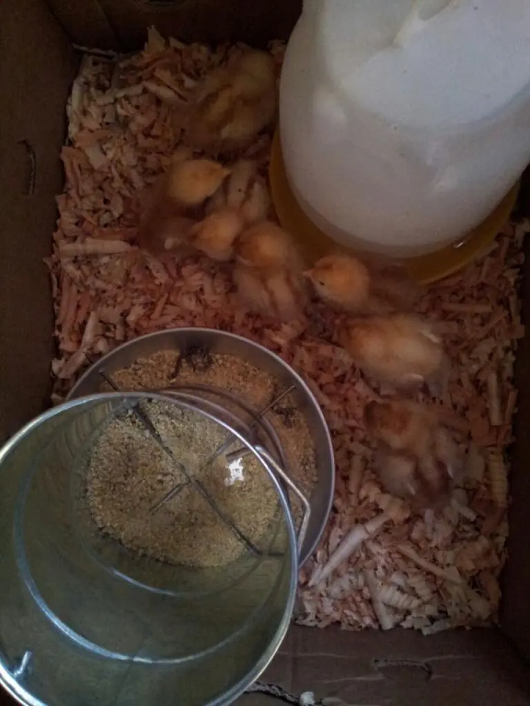 Hazlo tu mismo: Gallinero con Pallets