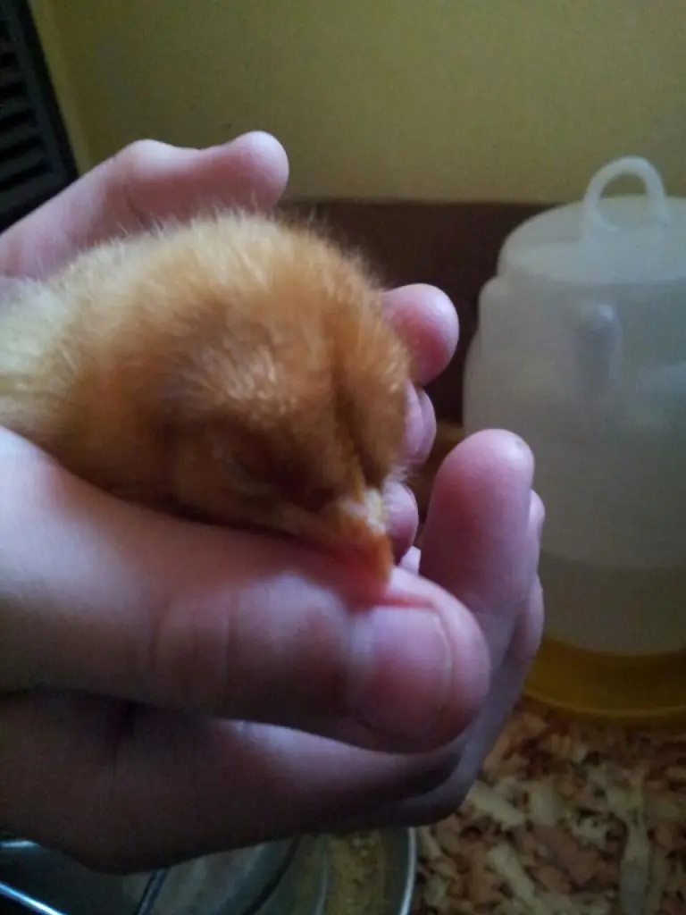 Hazlo tu mismo: Gallinero con Pallets