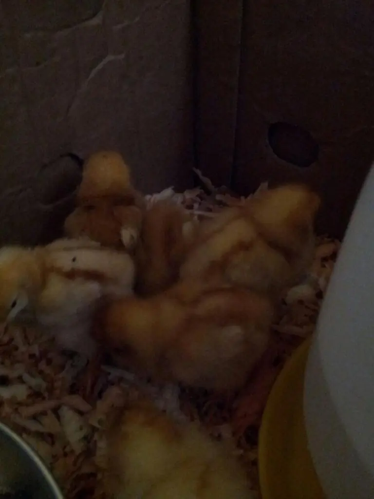 Hazlo tu mismo: Gallinero con Pallets