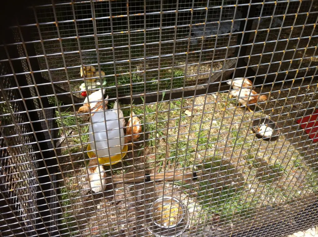 Hazlo tu mismo: Gallinero con Pallets