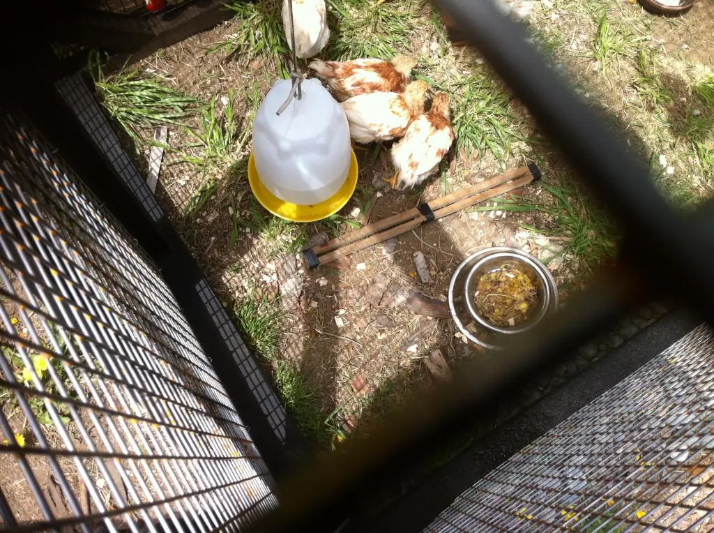 Hazlo tu mismo: Gallinero con Pallets