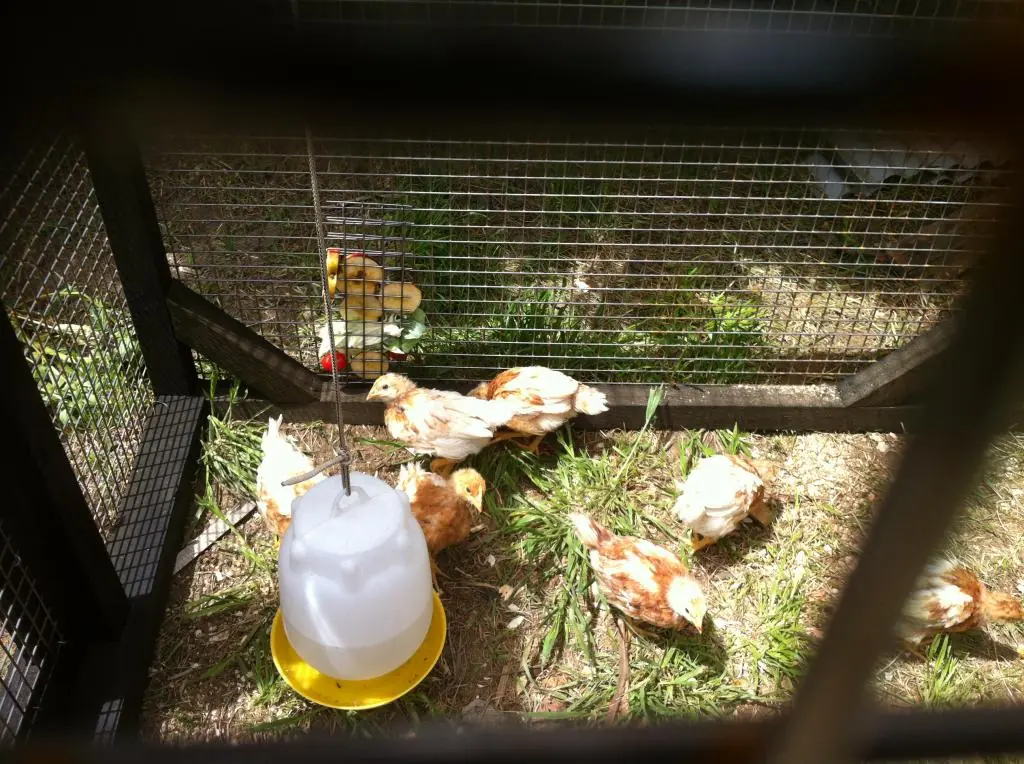 Hazlo tu mismo: Gallinero con Pallets